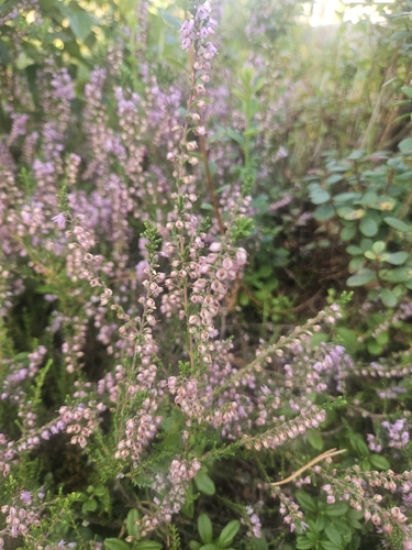 common heather
