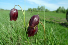 Fritillaria meleagroides