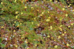 Camissonia contorta
