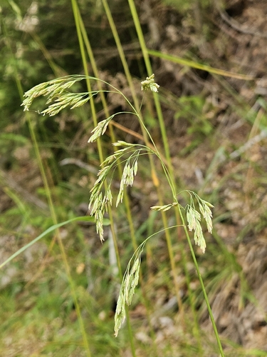 Festuca drymeja observed 2026-08-29