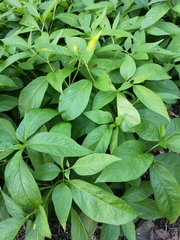 Scopolia carniolica