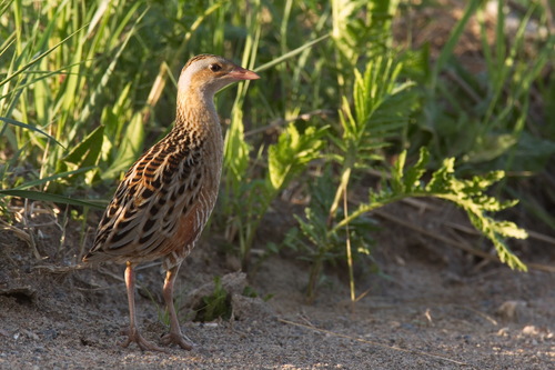 Guión de codornices (Crex crex)