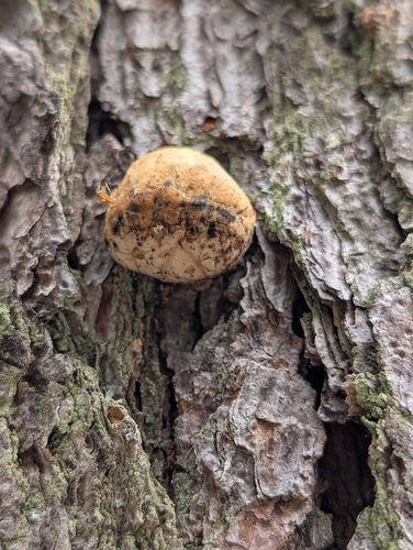 Veiled Polypore