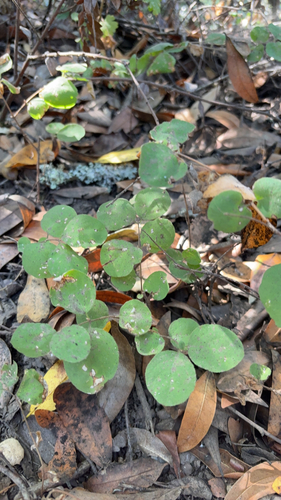 Symphoricarpos mollis, photograph 4