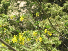 Hippocrepis emerus
