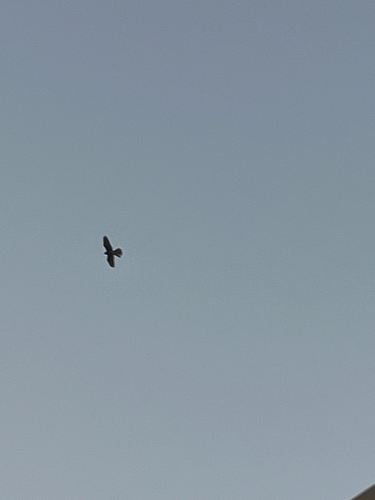Eurasian Kestrel
