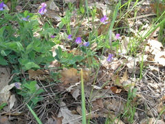 Lathyrus laxiflorus