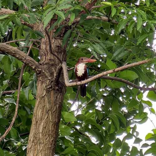 White-throated Kingfisher