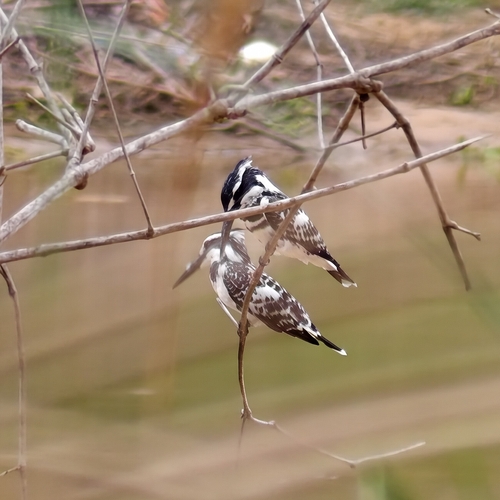 Pied Kingfisher