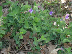 Lathyrus laxiflorus