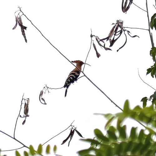 Common Hoopoe