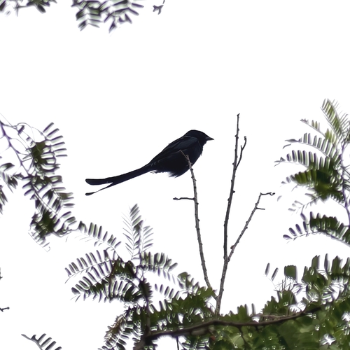 Black Drongo