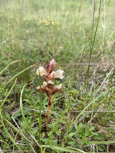 Orobanche alba, photograph 2