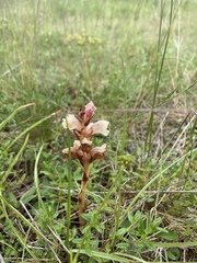 (c) Thomas Dreux, some rights reserved (CC BY) Orobanche alba, photograph (c) Thomas Dreux, some rights reserved (CC BY)