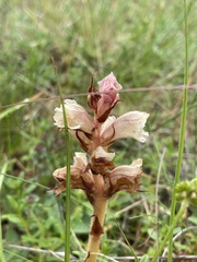 (c) Thomas Dreux, some rights reserved (CC BY) Orobanche alba, photograph (c) Thomas Dreux, some rights reserved (CC BY)