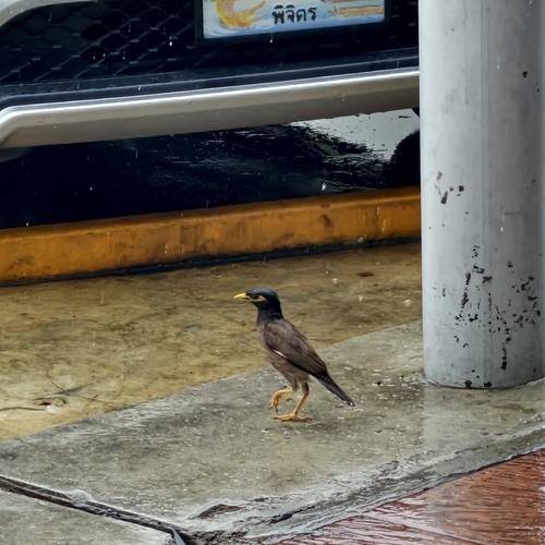 Common Myna