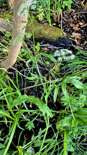 Sium latifolium, photograph 4