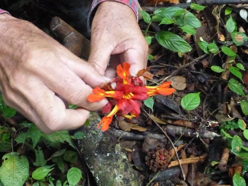 Etlingera coccinea (Etlingera coccinea)