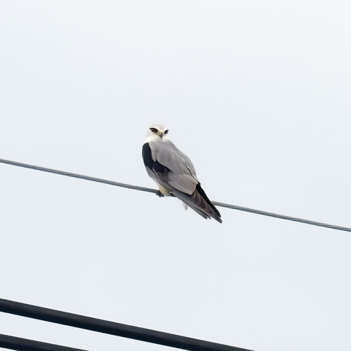 Black-winged Kite