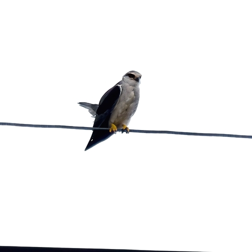Black-winged Kite