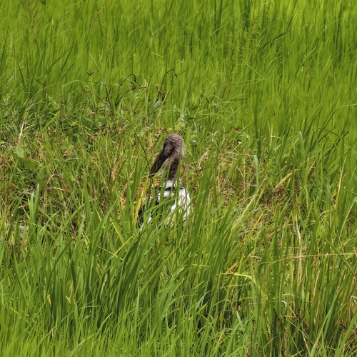 Asian Openbill