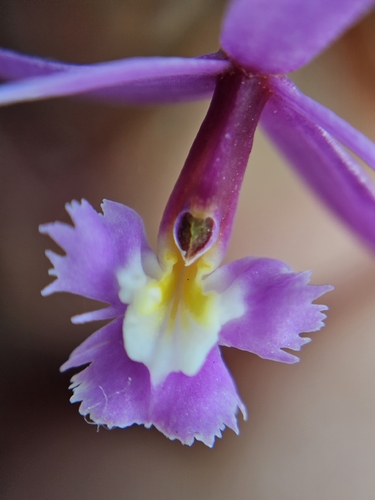 Epidendrum ellipticum, photograph 1