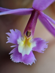 (c) Celso Henrique Varela Rios, some rights reserved (CC BY) Epidendrum ellipticum, photograph (c) Celso Henrique Varela Rios, some rights reserved (CC BY)