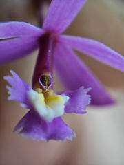 (c) Celso Henrique Varela Rios, some rights reserved (CC BY) Epidendrum ellipticum, photograph (c) Celso Henrique Varela Rios, some rights reserved (CC BY)