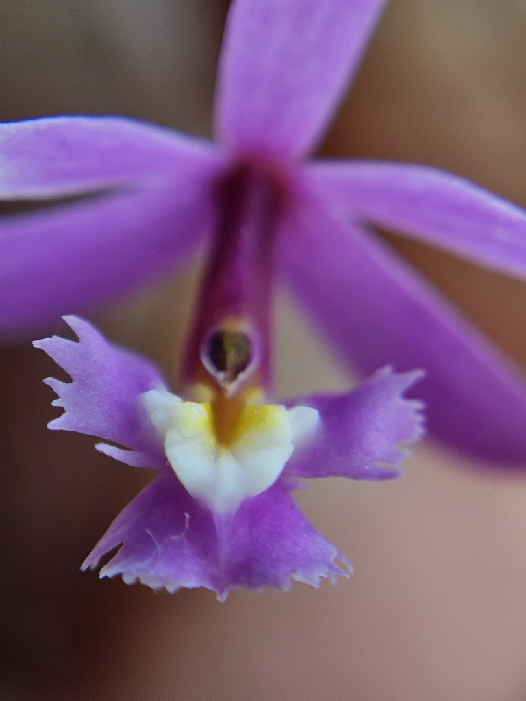 Epidendrum ellipticum; photograph (c) Celso Henrique Varela Rios, some rights reserved (CC BY)