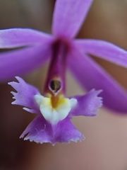 Epidendrum ellipticum