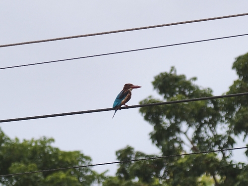 White-throated Kingfisher