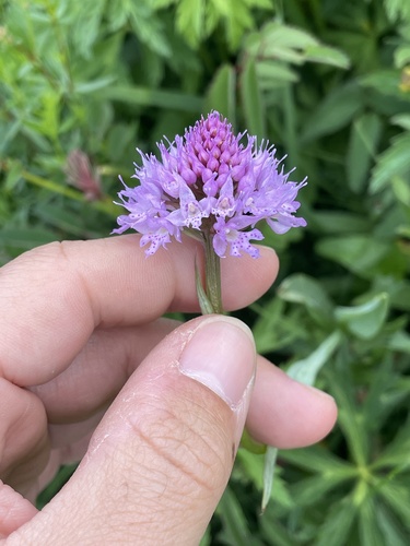 Traunsteinera globosa, photograph 3