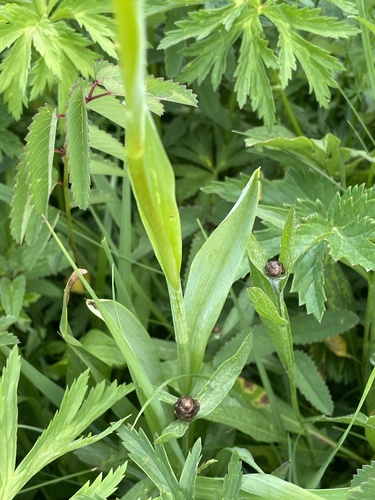 Traunsteinera globosa, photograph 4