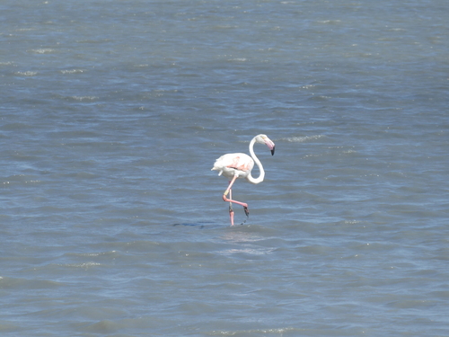 Greater Flamingo