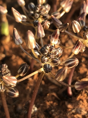 Fusifilum depressum