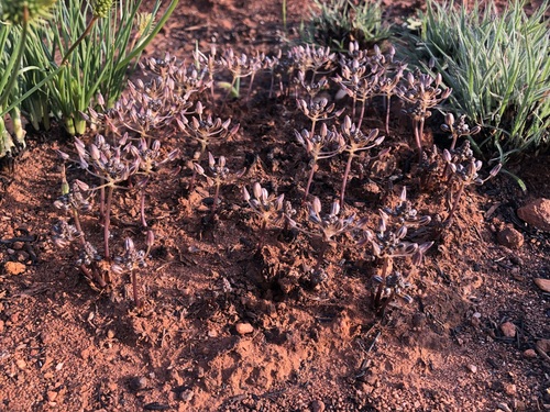 Fusifilum depressum