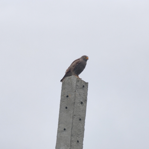 Rufous-winged Buzzard