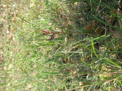 Himantoglossum comperianum