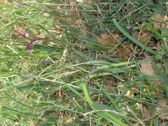 Himantoglossum comperianum