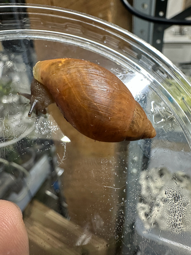 Rosy Wolfsnail