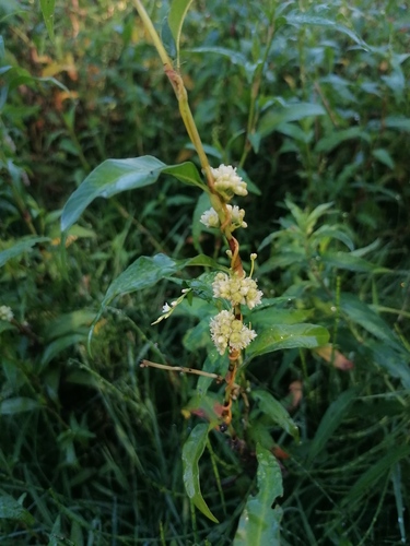 Cuscuta australis observed 2026-08-31