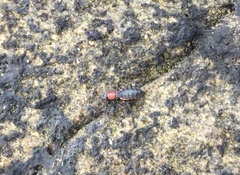 Endeodes collaris