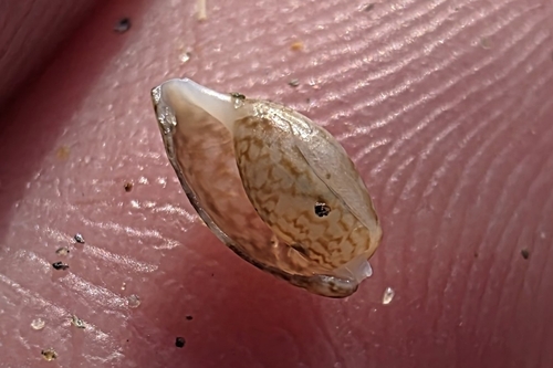 Bulla striata, 2026-08-29