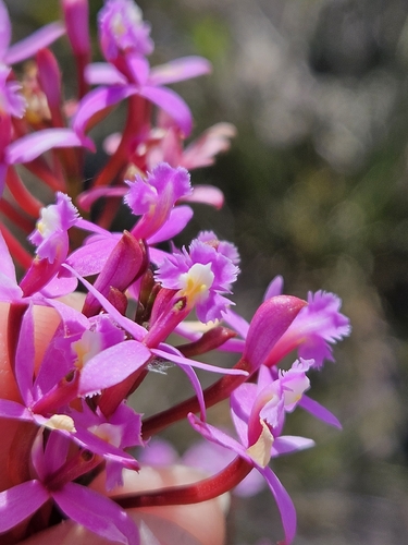 Epidendrum ellipticum, photograph 4