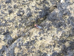 Endeodes collaris