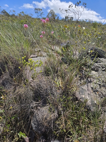 Epidendrum ellipticum, photograph 6