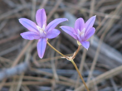 Brodiaea rosea rosea
