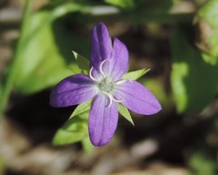 Triodanis perfoliata