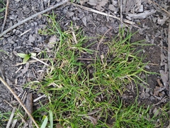Poa supina