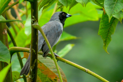Schistochlamys melanopis